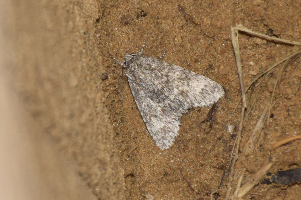 Acronicta megacephala - nagyfejű szigonyosbagoly