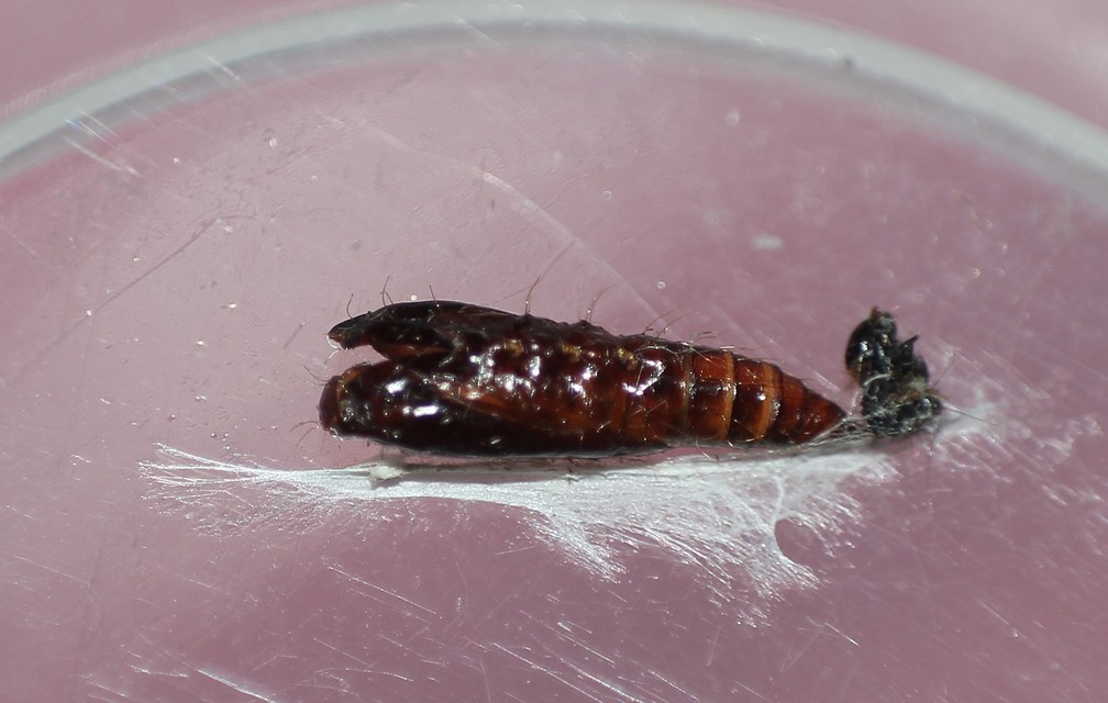 Helcystogramma triannulella - szuláksodró lápimoly