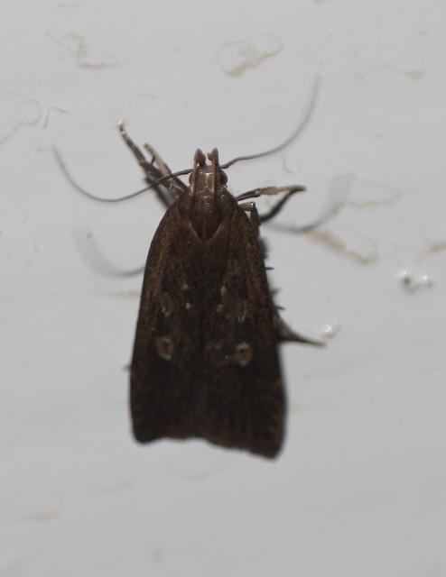 Helcystogramma triannulella - szuláksodró lápimoly
