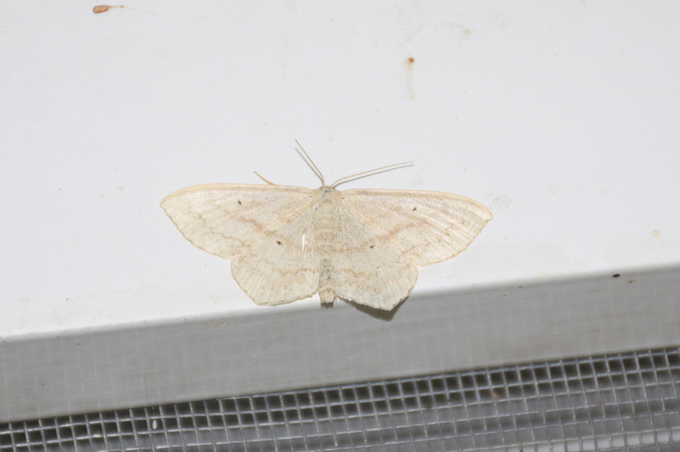 Scopula nigropunctata - feketepettyes araszoló