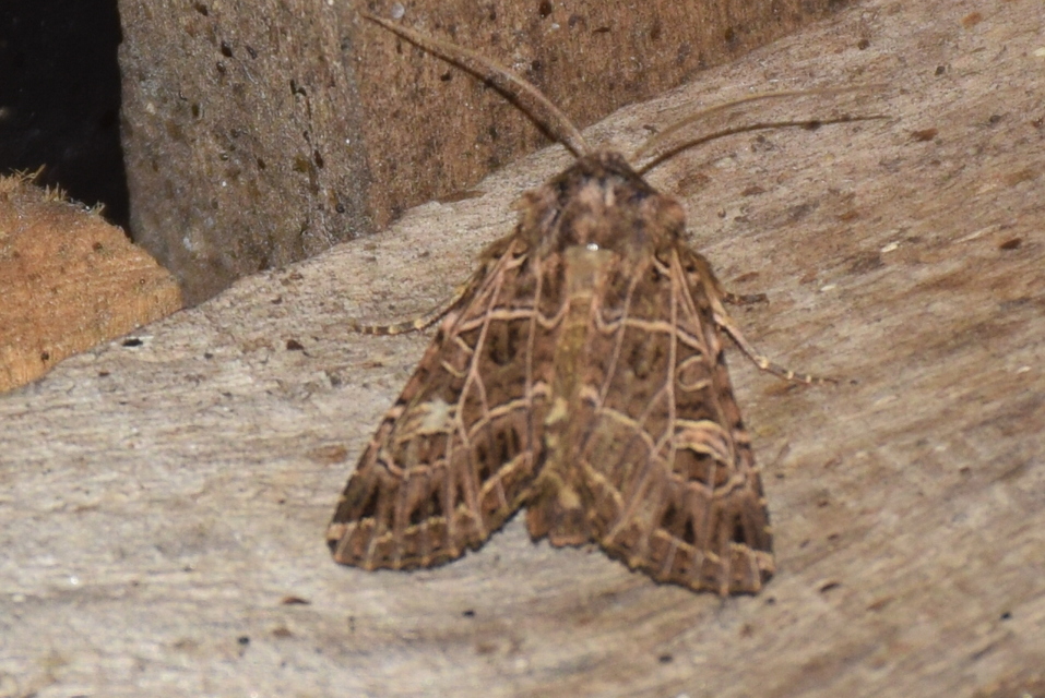 Heliophobus reticulata - fehéreres kertibagoly