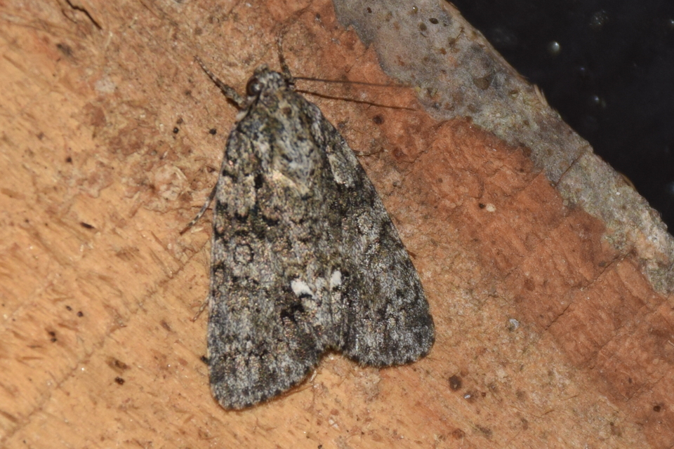 Acronicta rumicis - sóska-szigonyosbagoly