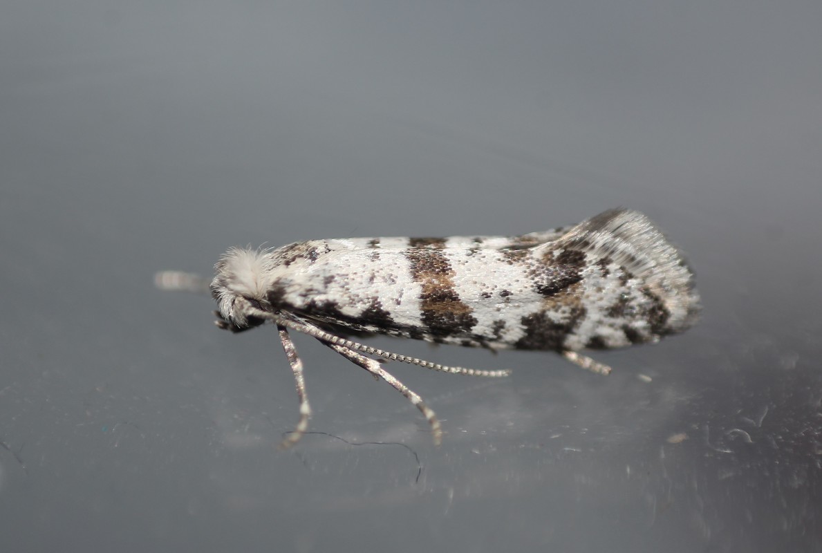 Scythropia crataegella - galagonya-pókhálósmoly