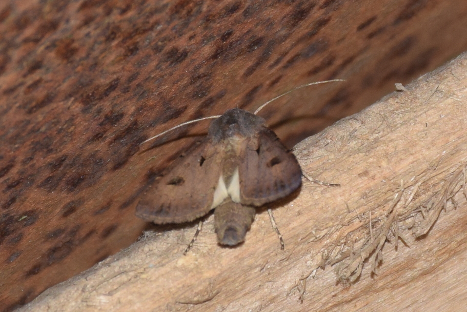 Agrotis exclamationis - felkiáltójeles földibagoly