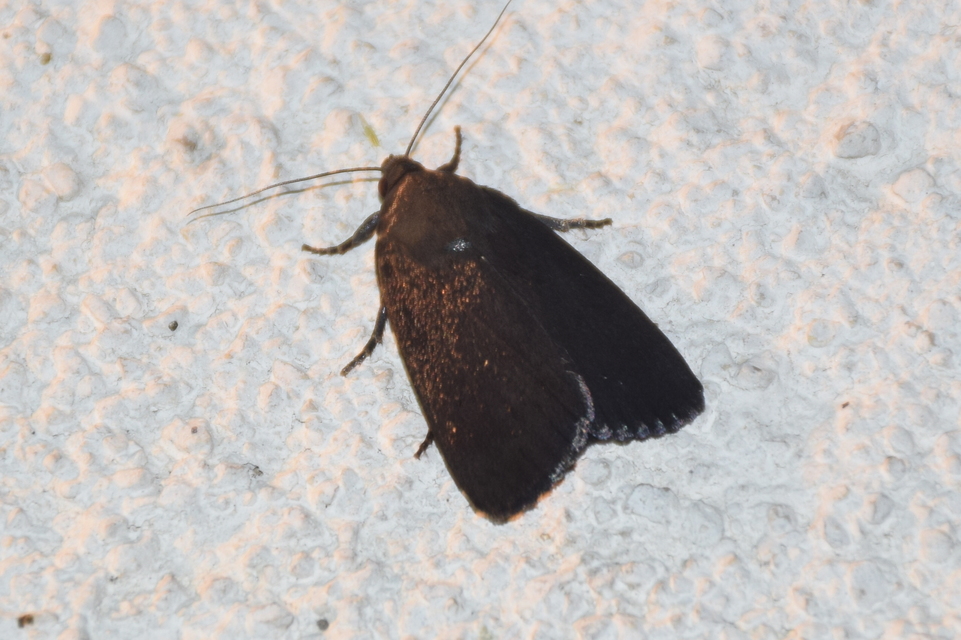 Amphipyra livida - zsírfényű bagoly