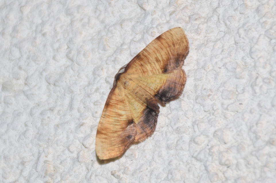 Plagodis dolabraria - baltaszárnyú araszoló
