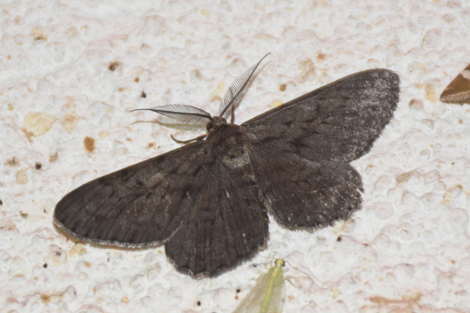 Hypomecis roboraria - nagy tölgyfaaraszoló