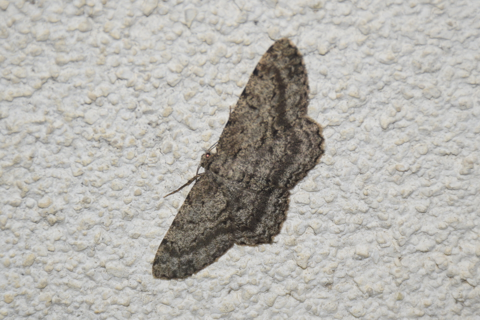 Hypomecis roboraria - nagy tölgyfaaraszoló