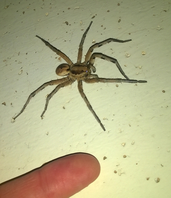 Lycosa tarantula