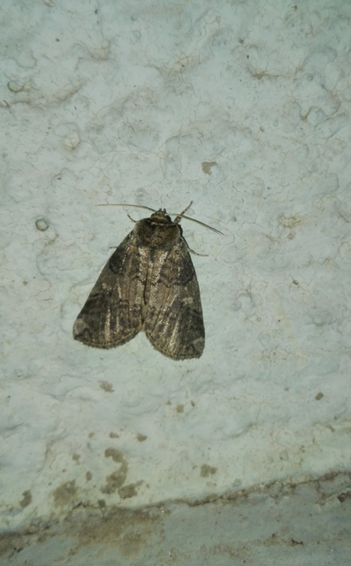 Tethea or - bélyeges pihésszövő