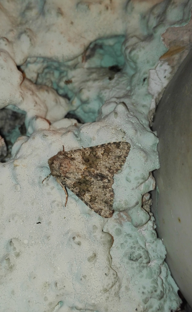 Hecatera dysodea - parajbagoly
