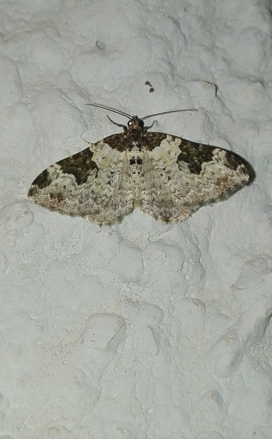 Xanthorhoe fluctuata - közönséges tarkaaraszoló