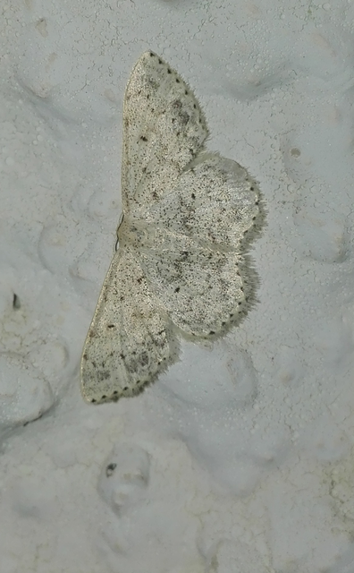 Scopula marginepunctata - pettyes sávosaraszoló