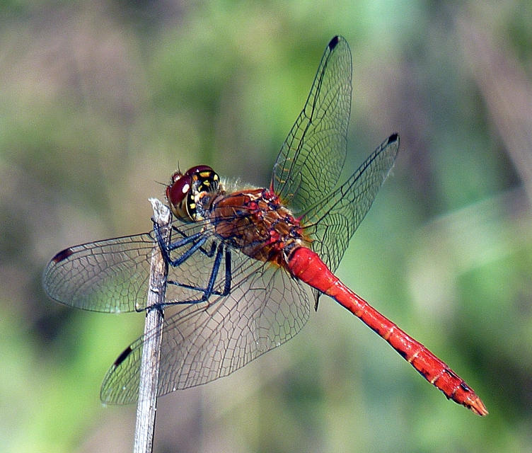 Sympetrum sanguineum - vörös katona-szitakötő