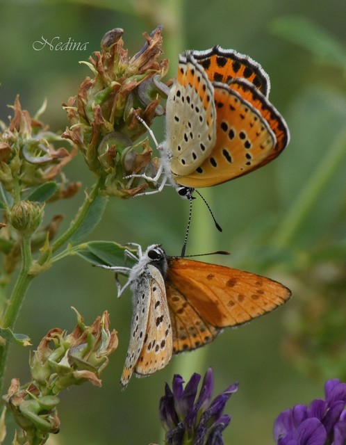 Lycaena thersamon - kis tűzlepke