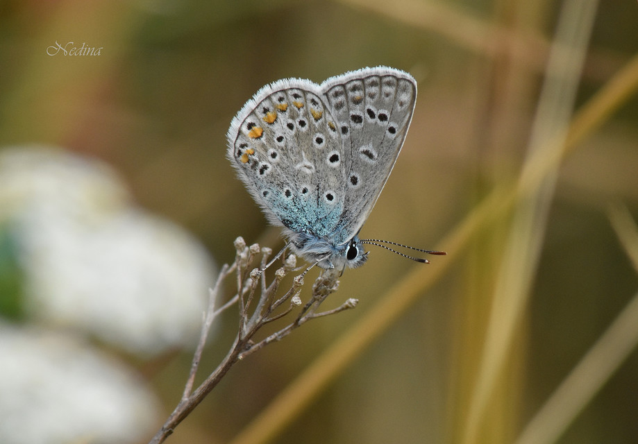 Polyommatus icarus - közönséges boglárka