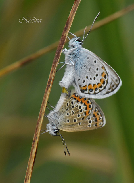 Plebejus argus - ezüstös boglárka
