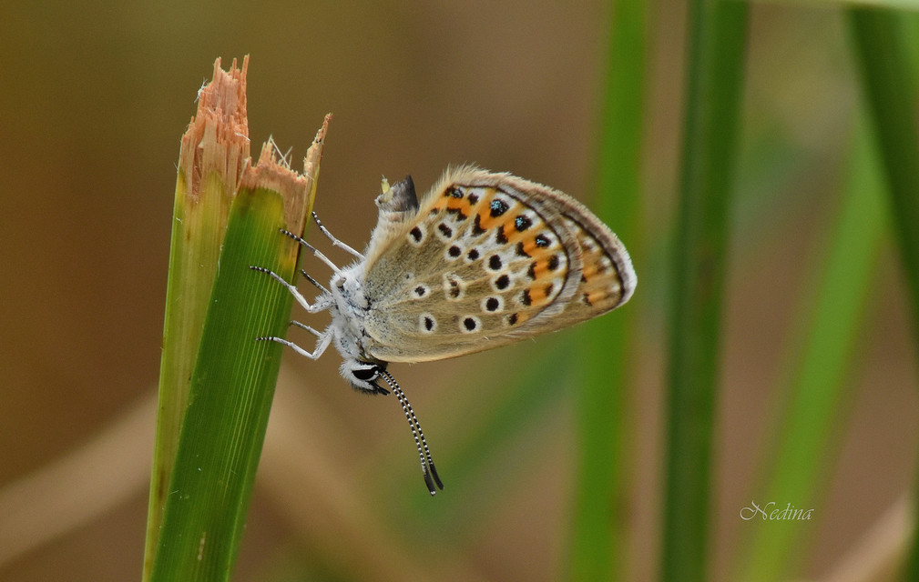 Plebejus argus - ezüstös boglárka