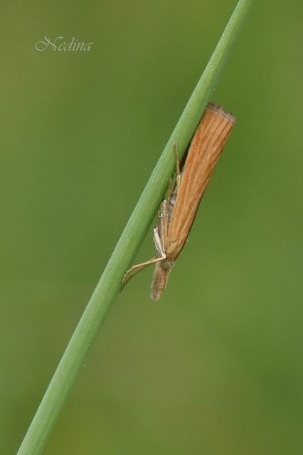 Pediasia luteella - agyagsárga fűgyökérmoly