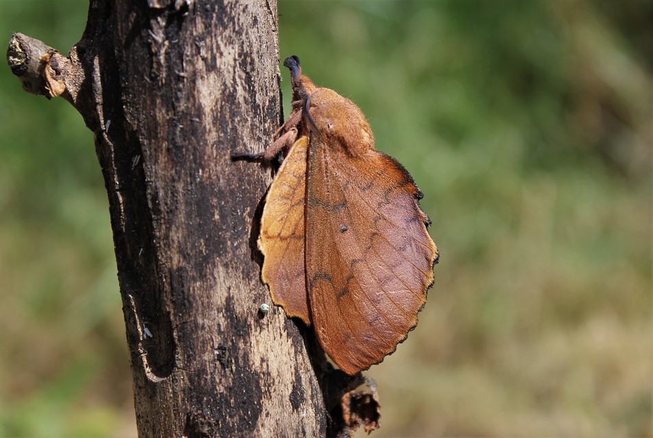 Gastropacha quercifolia - tölgylevélpohók