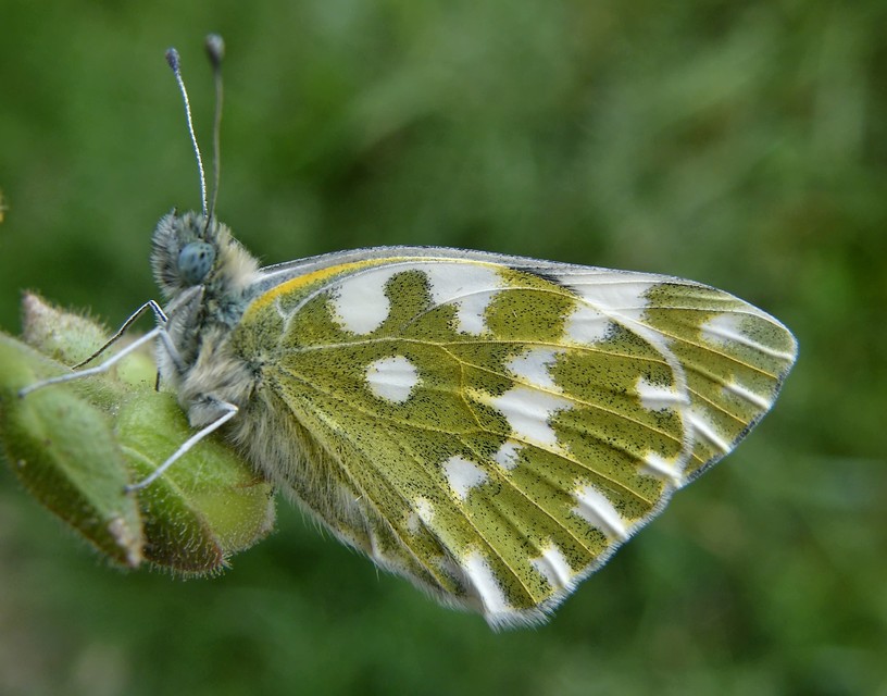 Pontia edusa - rezedalepke