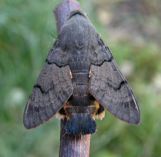 Macroglossum stellatarum - kacsafarkú szender