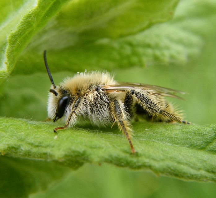 Hymenoptera - Hártyásszárnyúak