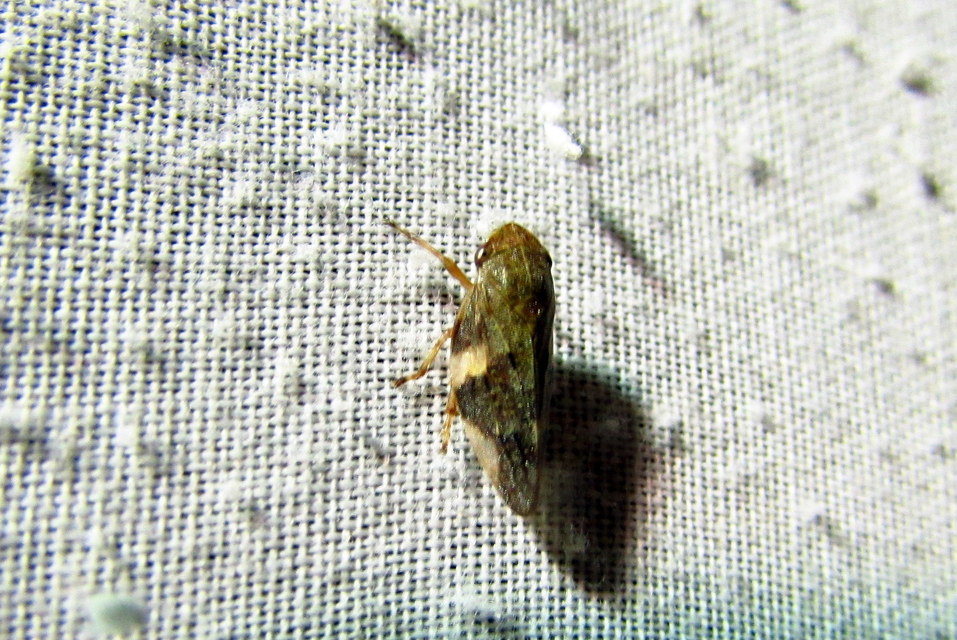 Aphrophora alni