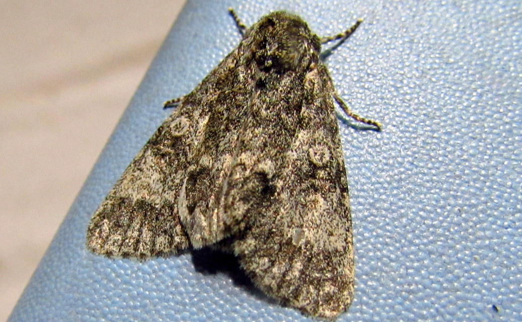 Acronicta megacephala - nagyfejű szigonyosbagoly