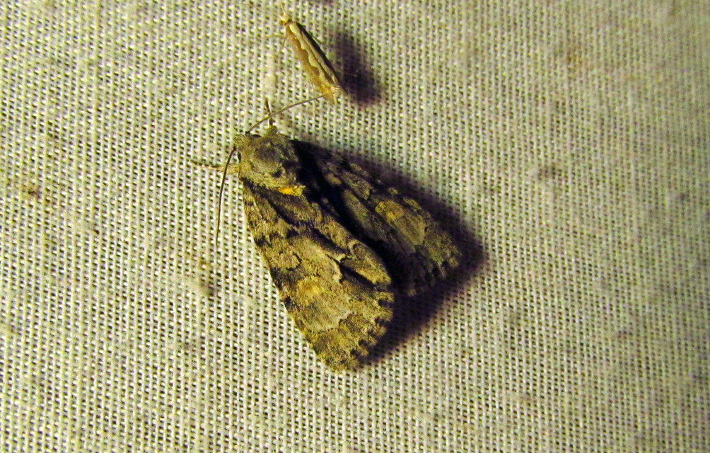 Acronicta strigosa - kis szigonyosbagoly
