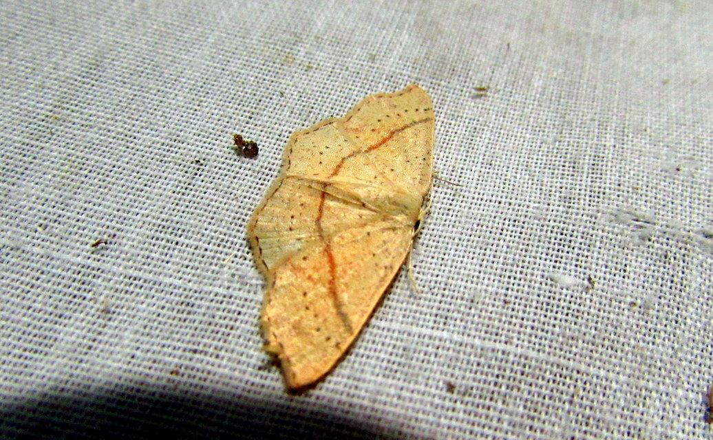 Cyclophora punctaria - sávos pettyesaraszoló