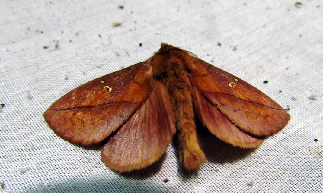 Euthrix potatoria - szomjas pohók