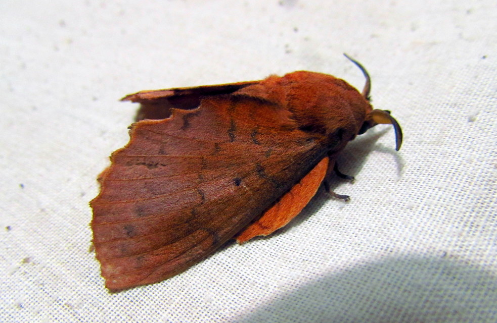 Gastropacha quercifolia - tölgylevélpohók