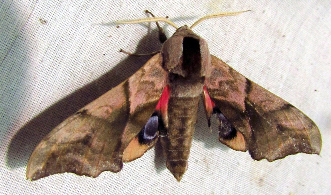 Smerinthus ocellatus - esti pávaszem