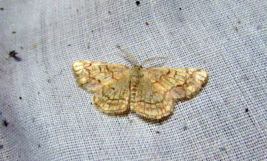 Stegania dilectaria - fehérnyár-araszoló