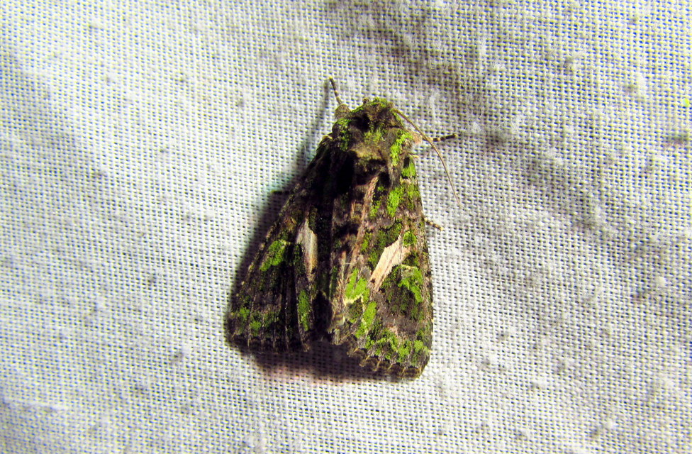 Trachea atriplicis - nyári zöldbagoly