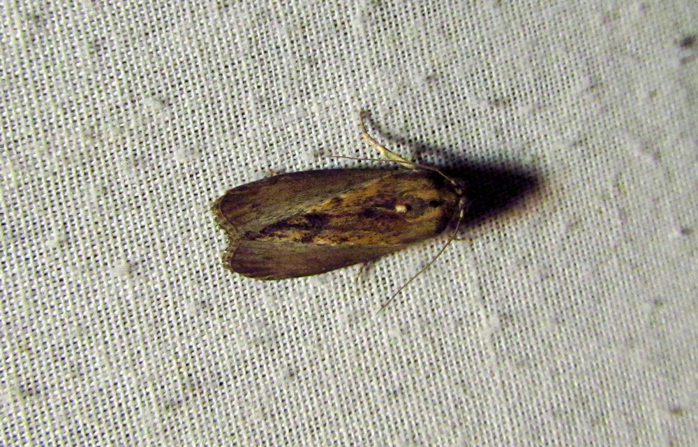 Galleria mellonella - nagy viaszmoly