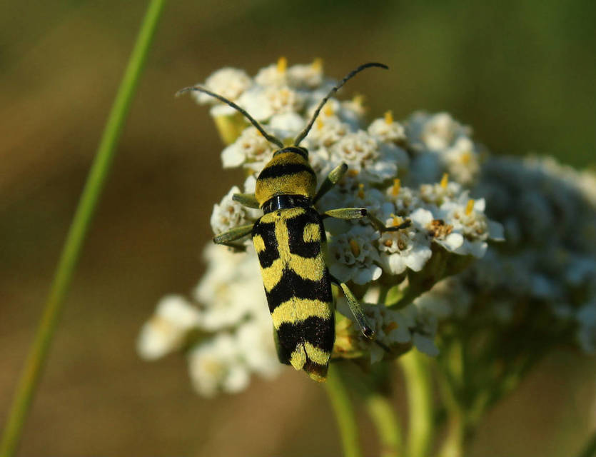 Chlorophorus varius - díszes darázscincér