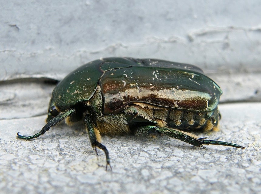 Protaetia marmorata - márványos virágbogár