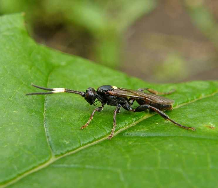 Ichneumoninae