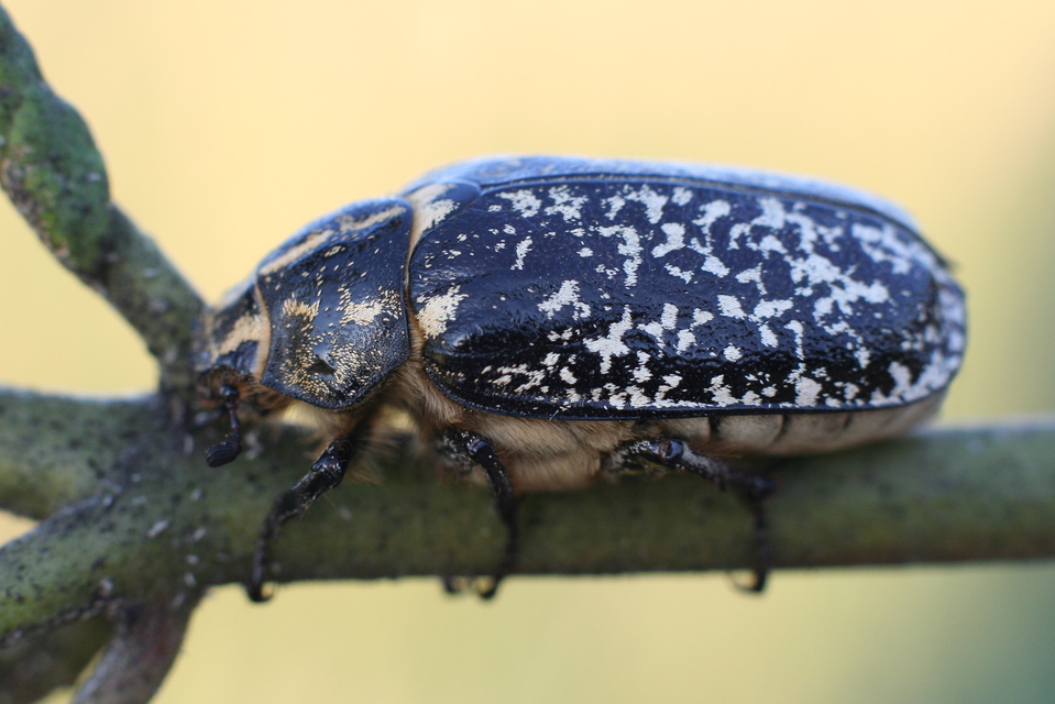 Polyphylla fullo - csapó cserebogár