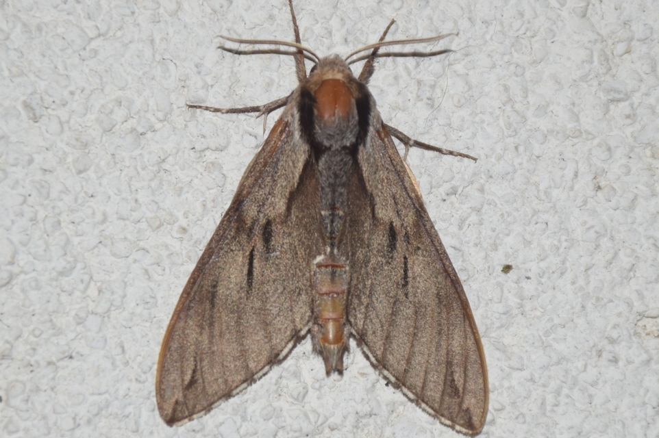 Hyloicus pinastri - fenyőszender