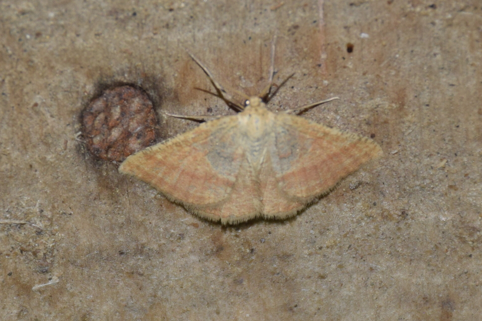 Aplasta ononaria - iglicearaszoló