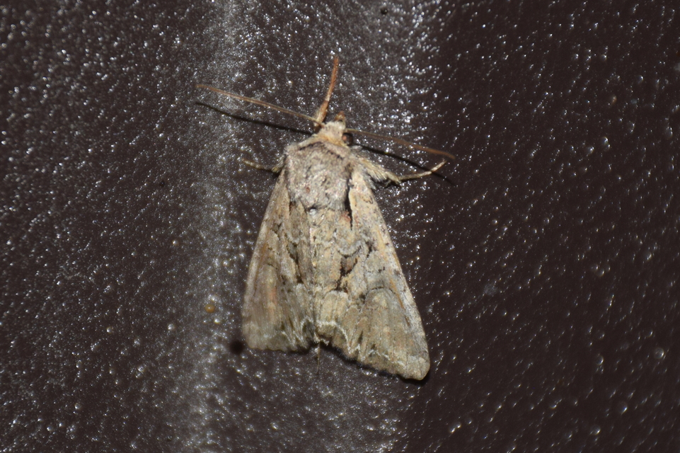 Lacanobia thalassina - borbolya-kertibagoly