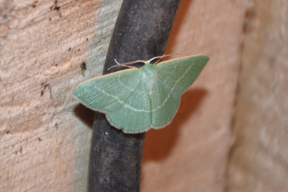 Chlorissa viridata - üdezöld araszoló