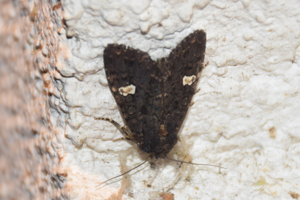 Melanchra persicariae - fehérfoltos kertibagoly