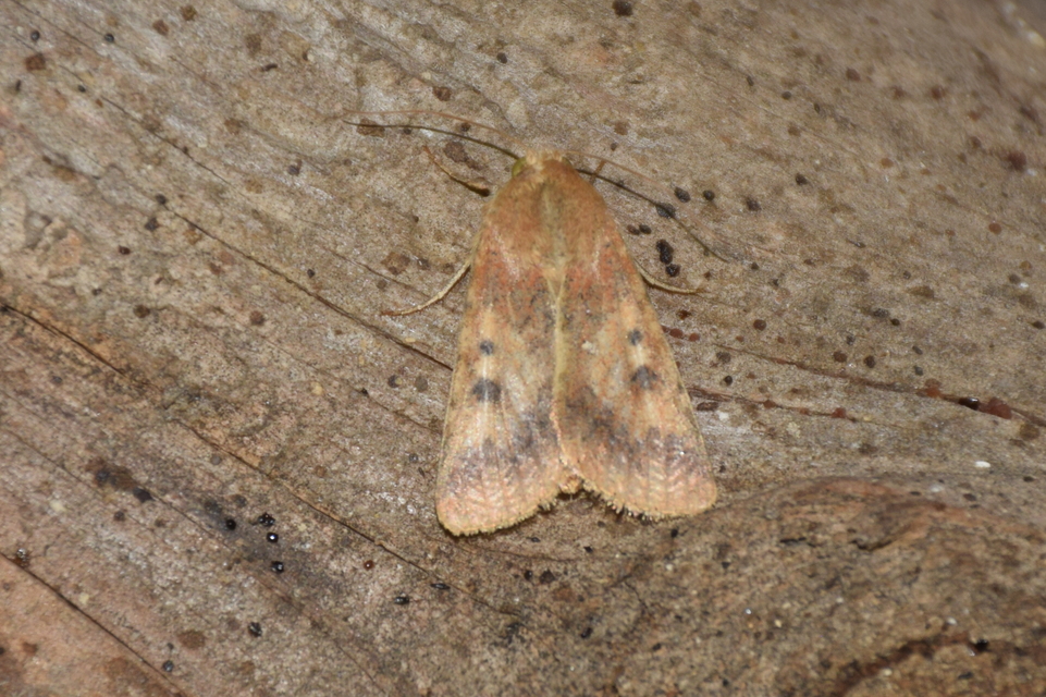 Helicoverpa armigera - kukorica-veteménybagoly Helicoverpa armigera - kukorica-veteménybagoly