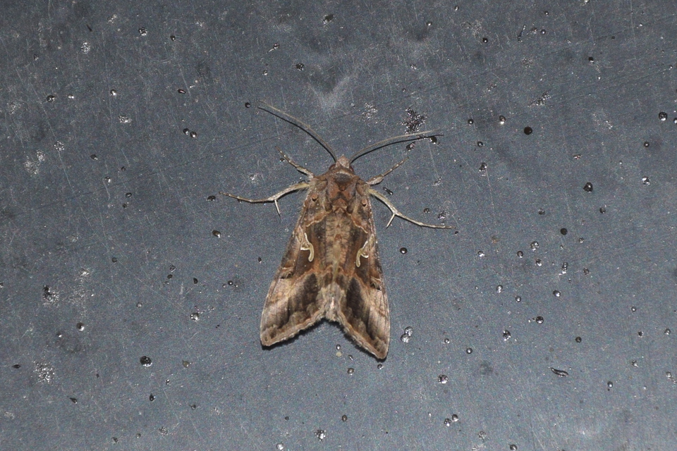 Autographa gamma - gammalepke