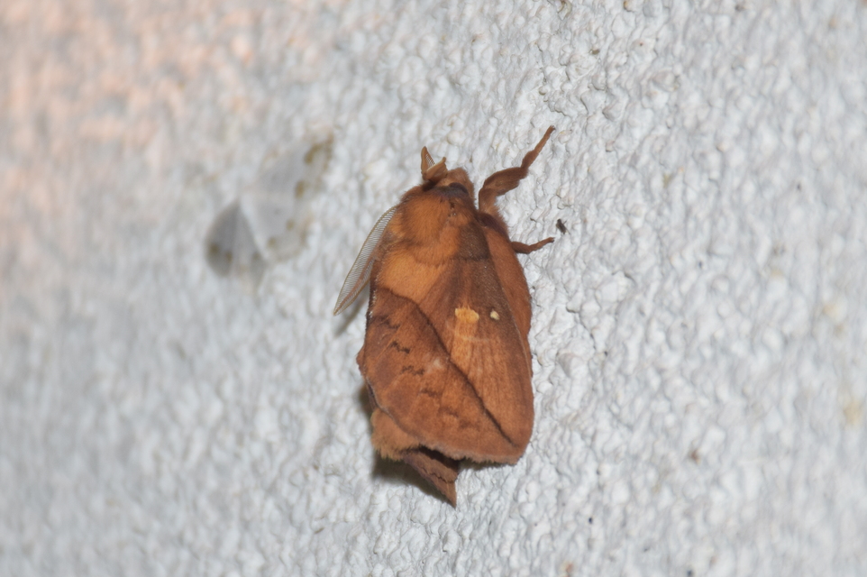 Euthrix potatoria - szomjas pohók