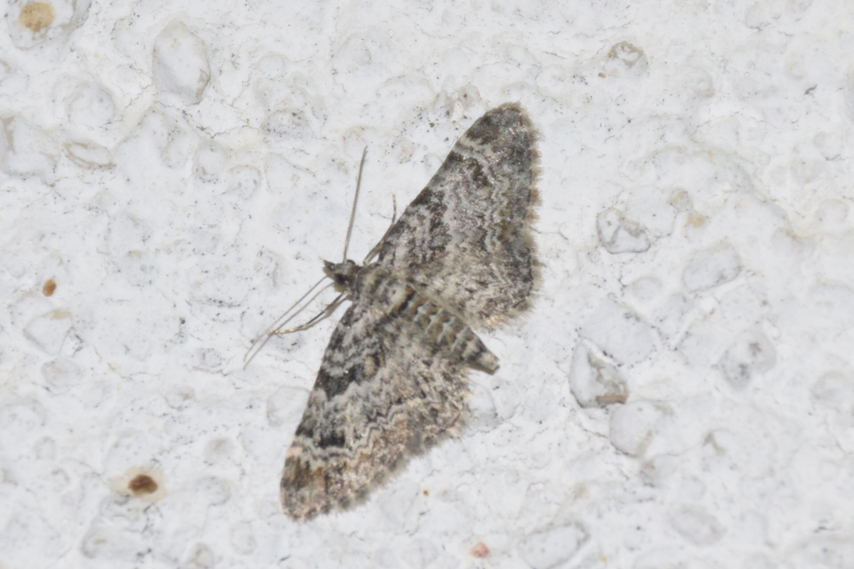 Gymnoscelis rufifasciata - vöröscsíkos törpearaszoló